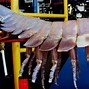 Image result for Biggest Giant Isopod Ever Found