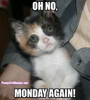 Image result for Adorable Kitten Memes