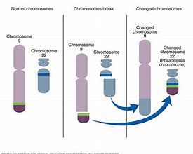 Image result for chromosom_philadelphia