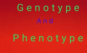 Image result for Phenotype