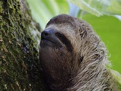 Image result for Black Sloth