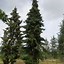 Image result for Picea omorika