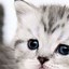 Image result for Wallpaper Background for Phone Cat
