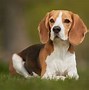 Image result for beagle