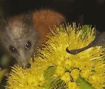 Image result for Australian Fruit Bat