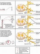 Image result for Spinal Nerve Root Anatomy