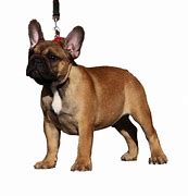 Image result for French Bulldog iPhone Case