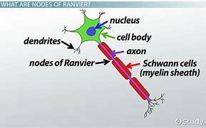 Image result for Nodes of Ranvier