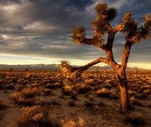 Image result for Mojave Desert Background