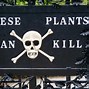 Image result for Toxic Plants in Hawaii