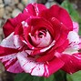 Image result for Different Rose Types