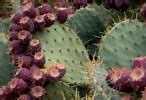 Image result for Prickly Pear Cactus in the Desert
