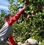 Image result for Auburn Massachusetts Apple Farm