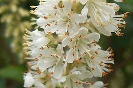 Image result for Clethra alnifolia Sixteen Candles