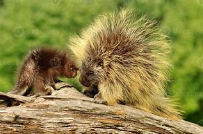Image result for Mother Porcupine