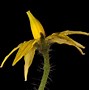 Image result for Solanum lycopersicum Bolstar Granda