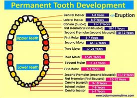 Image result for Permanent Teeth Dental Chart