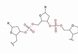 Image result for Nucleic Acid Backbone