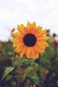 Image result for Sunflower Desktop Wallpaper Pinterest