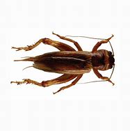 Image result for Big Crickets