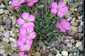 Dianthus subacaulis Vera માટે ઇમેજ પરિણામ