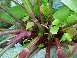 Image result for Ligusticum scoticum