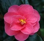 Image result for Camellia reticulata Mary Williams