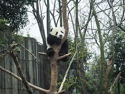 Image result for Chengdu Panda Sanctuary