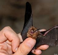 Image result for Different Species of Bats