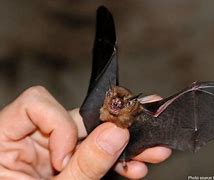 Image result for Bumblebee Bat Fully Grown