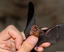 Image result for Bumblebee Bat Enemies