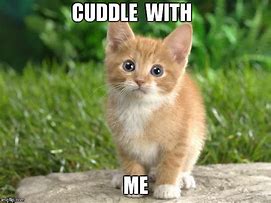 Image result for Tater Tot Cat Rescue Cat Memes