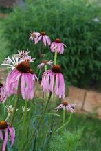 Image result for Echinacea simulata