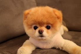 Image result for The Cutest Dog in the Whole World