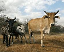 Image result for Massi Cattle