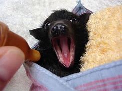 Image result for Bat Yawning