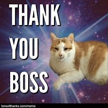 Image result for Funny Cat Thank You Images