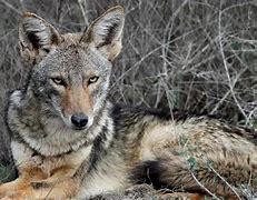 Image result for Cuero, Texas is a coyote