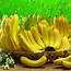 Image result for bananas fruits