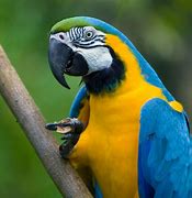Image result for guacamayo