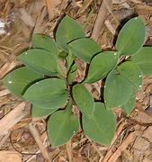 Image result for Hosta Baby Bunting