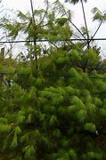 Image result for Pinus strobus Stvoridla