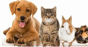 Image result for Cool Pets