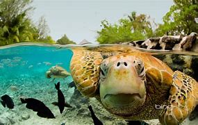 Image result for Sea Turtle Desktop