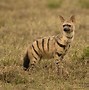 Image result for Hyena