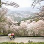 Image result for Osaka Cherry Blossom