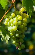 Image result for Fruit On the Vine