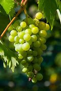 Image result for What Fruit Grows On Vines