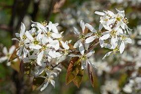 Image result for Amelanchier lamarckii