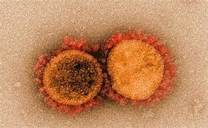 Image result for SARS-CoV 2 Virus Structure